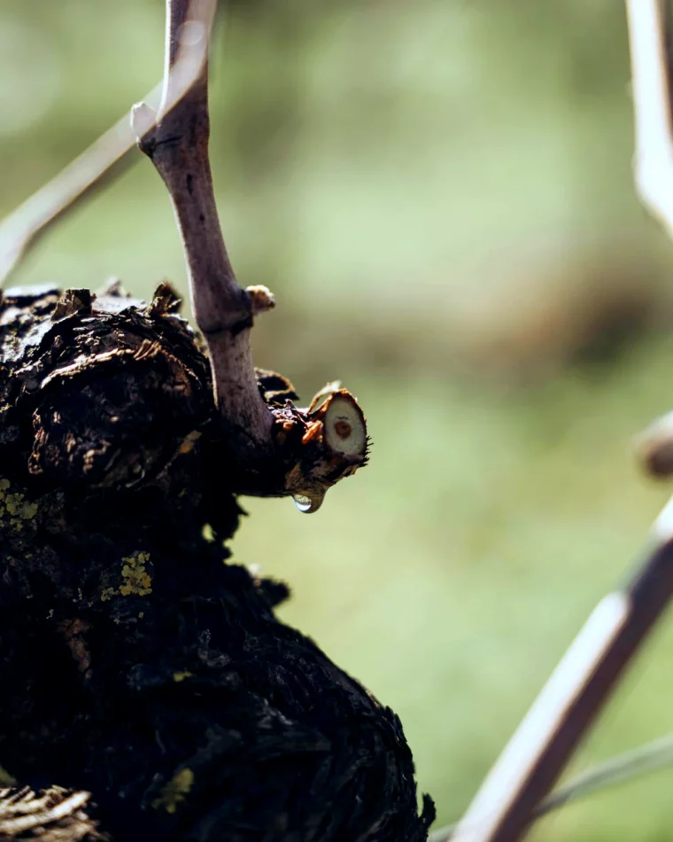 erreurs a eviter lorsqu on taille une vigne