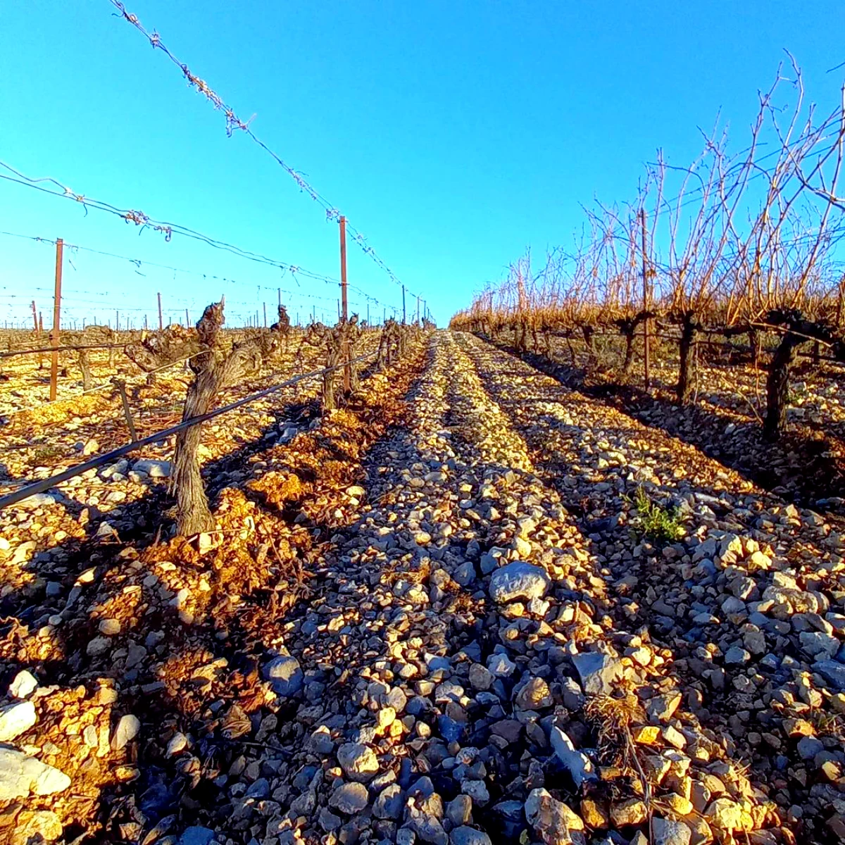 grand vignoble qui vient d etre taille