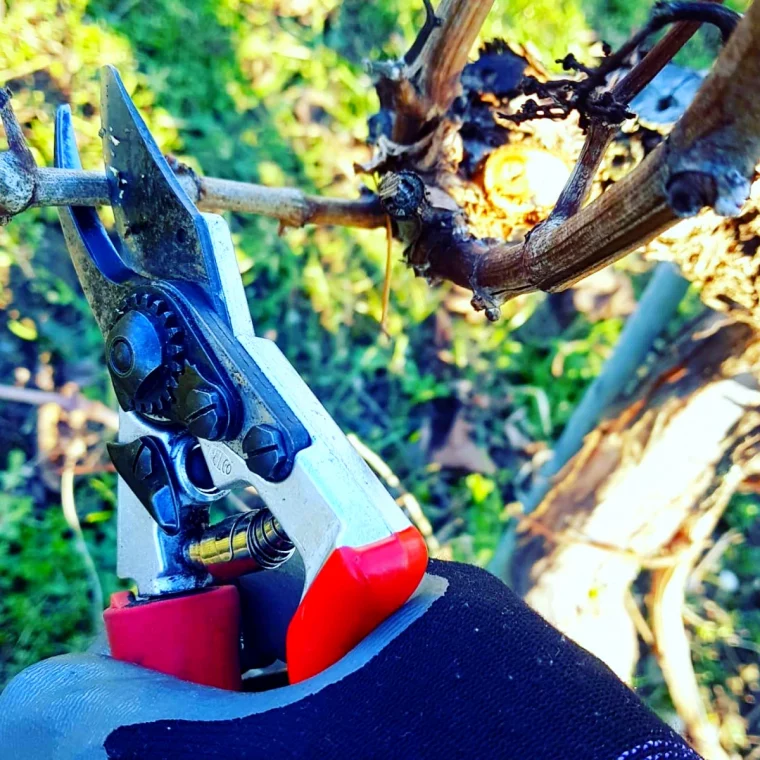 la bonne technique pour tailler une vigne secateur rouge