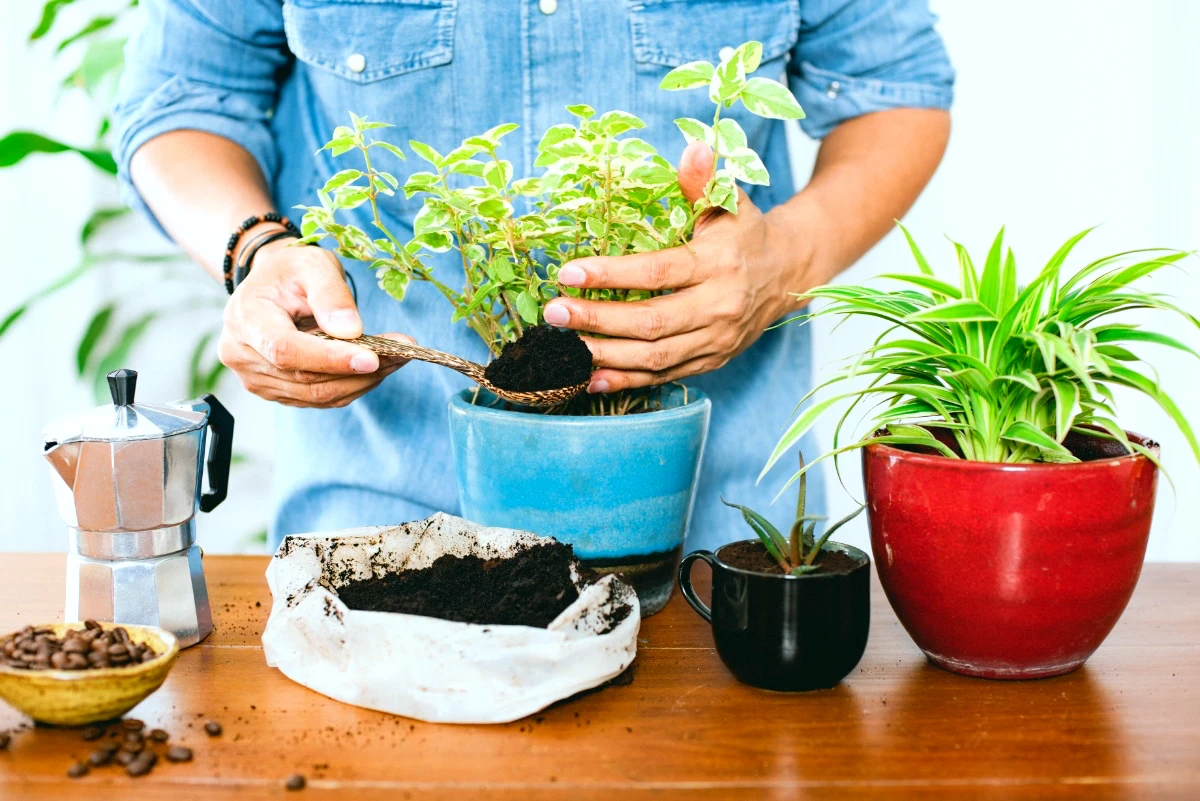 marc de cafe comme engrais pour les plantes