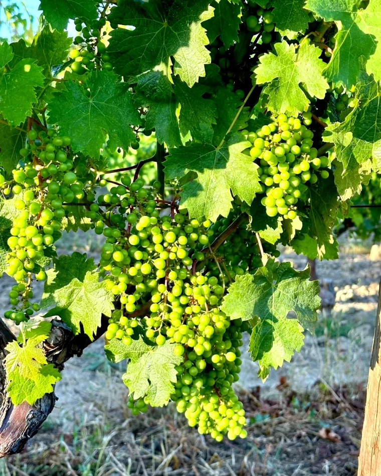 pourquoi il faut tailler la vigne grappes vertes feuilles vertes