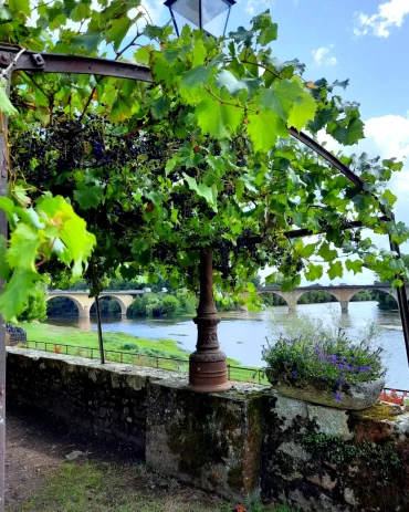 quand et comment tailler la vigne paysage jardin ribiere