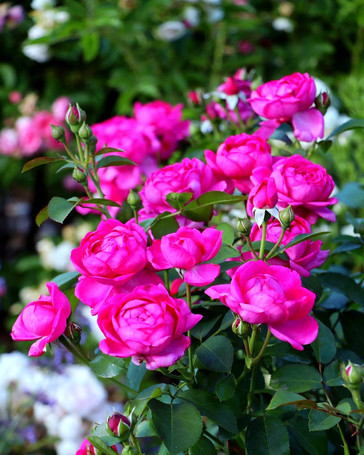 quand mettre du marc de cafe au pied des rosiers fleurs roses