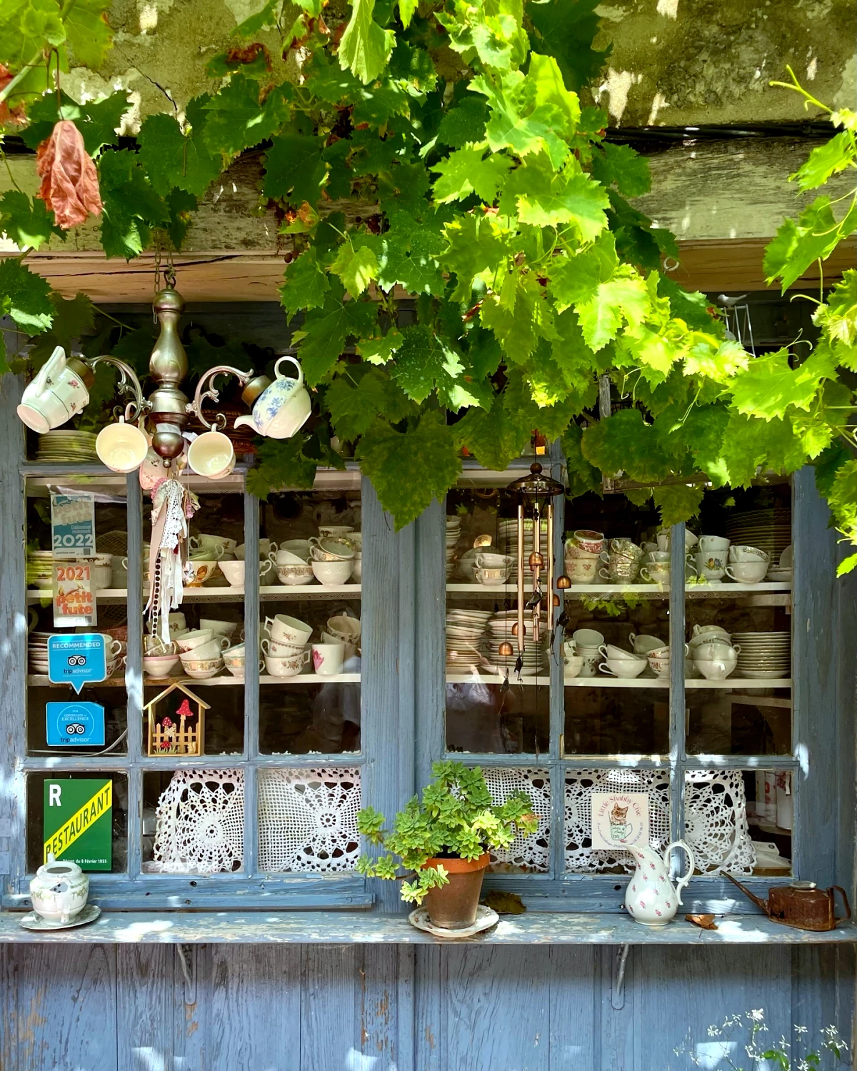 quand tailler la vigne en automne jardin etageres vigne feuilles vertes