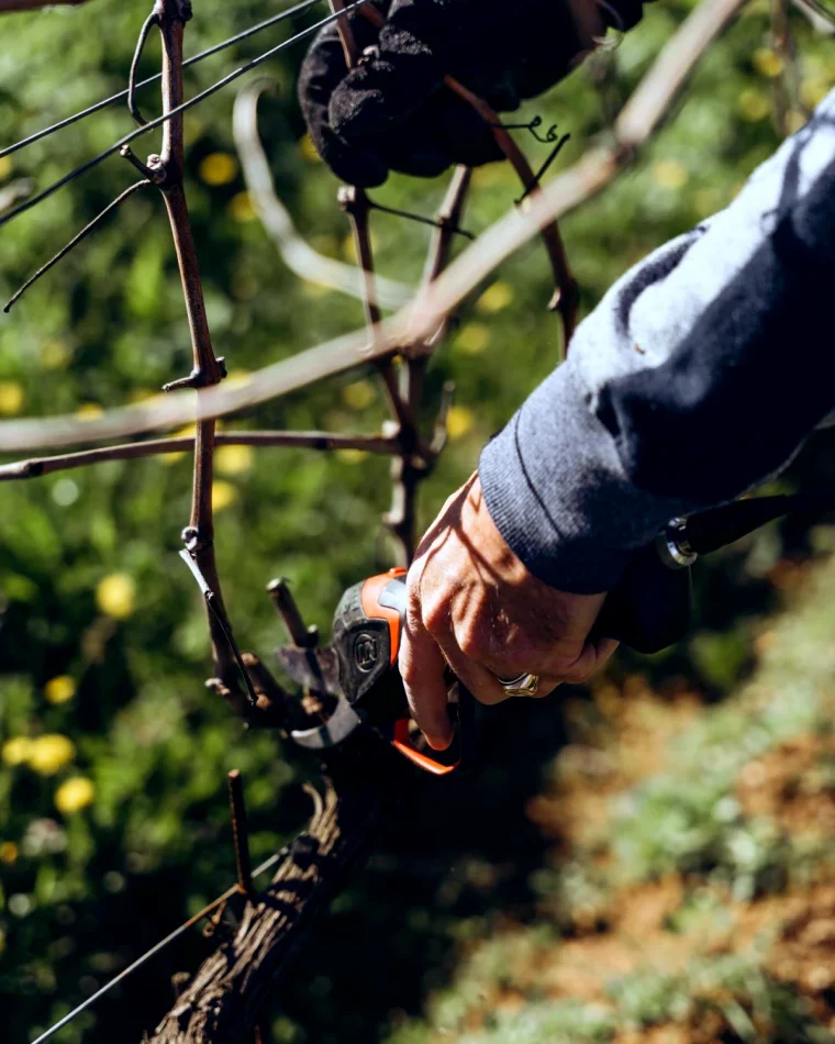 quand tailler la vigne main secateur