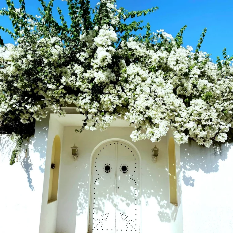 que faire si mon bougainvillier ne fleurit pas devant de maison blanche fleurs blanches