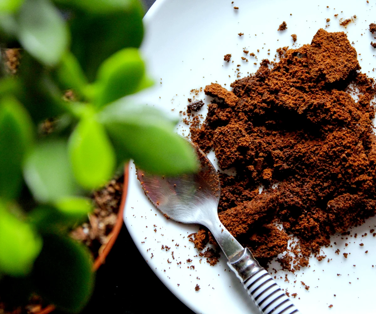 quelle quantite du marc de cafe pour les plantes