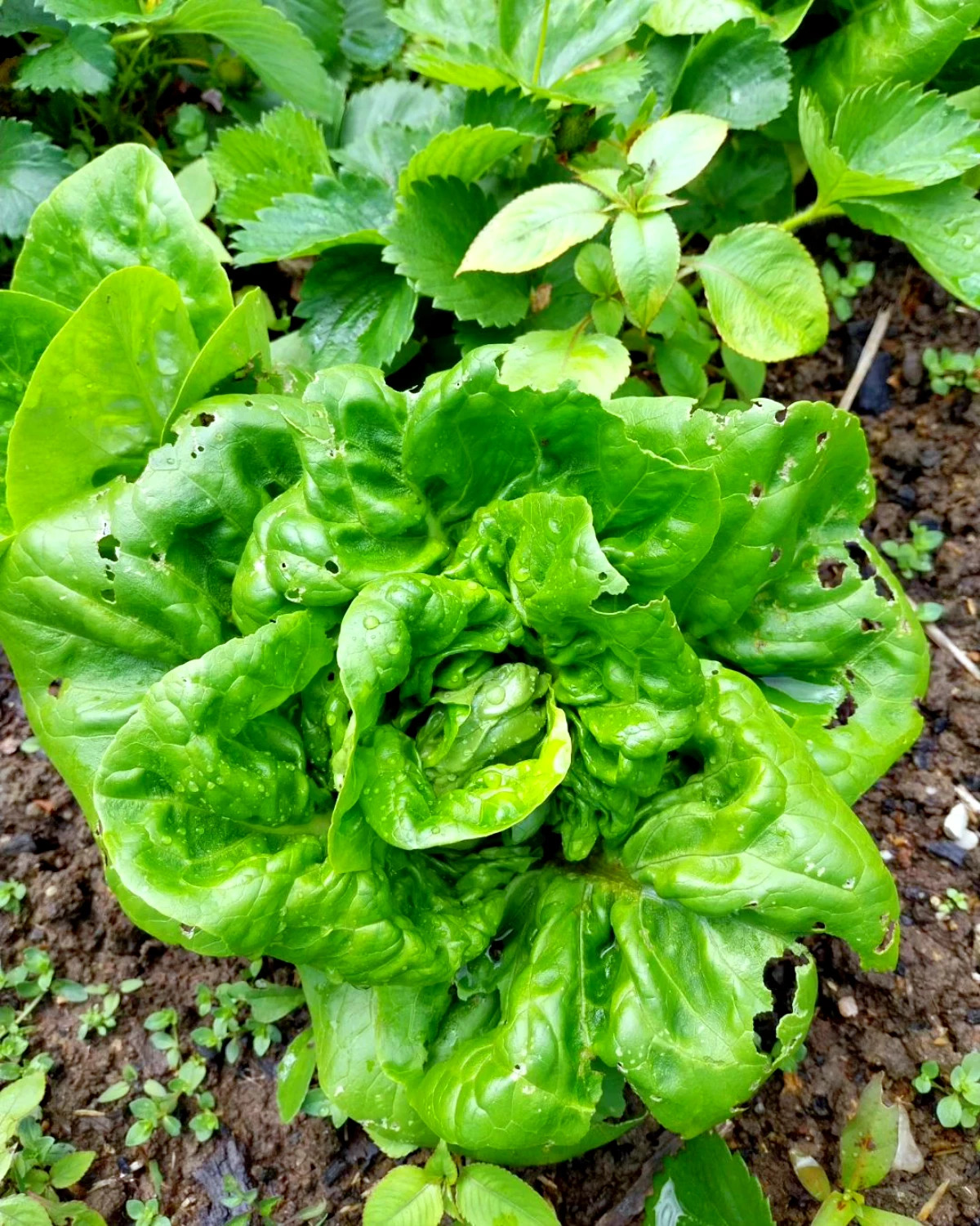 quels legumes n aiment pas le marc de cafe salade verte