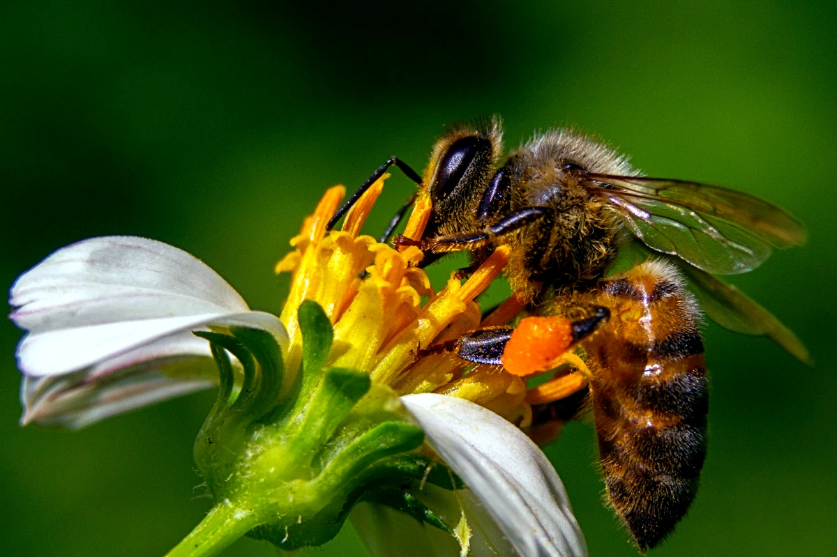 abeilles signification