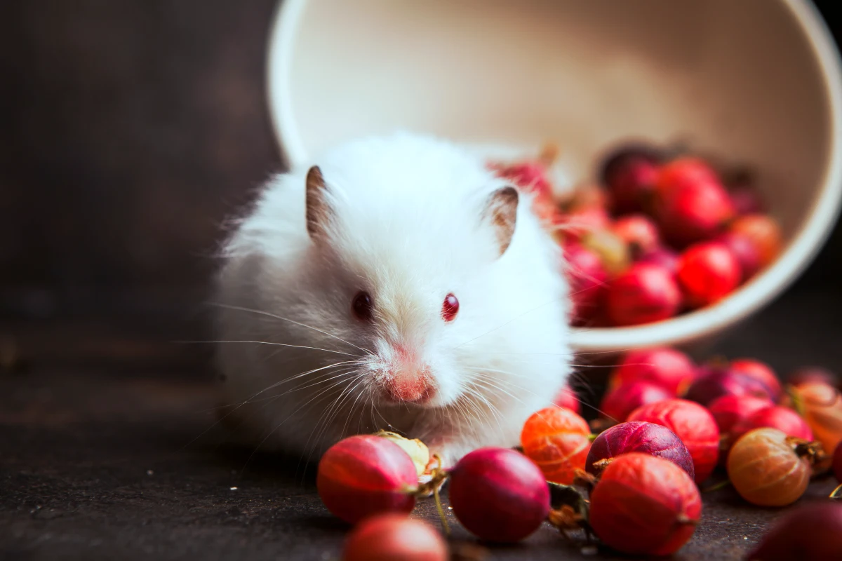 cela veut dire quoi si j ai des souris a la maison petite souris blanche fruits rouges