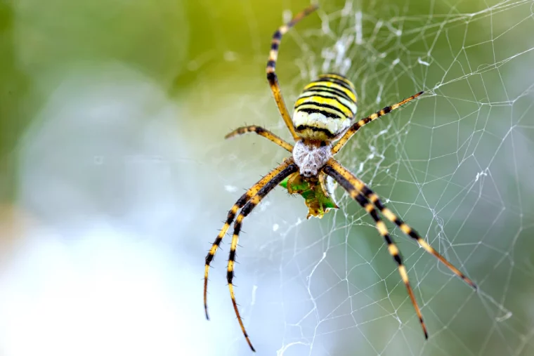 quelle est la signification des araignees dans la maison