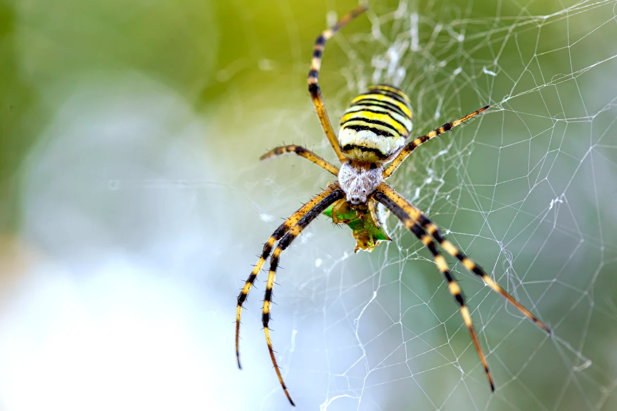 quelle est la signification des araignees dans la maison