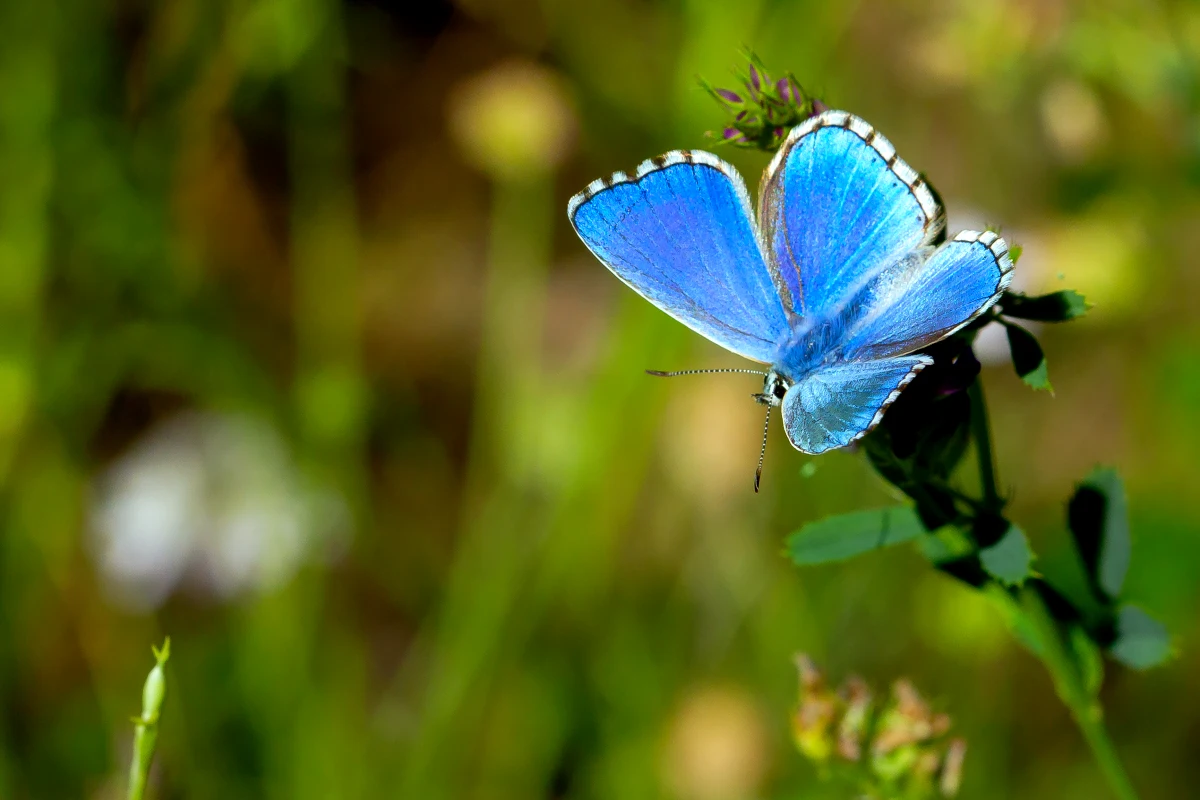 quelle est la signification du papillon