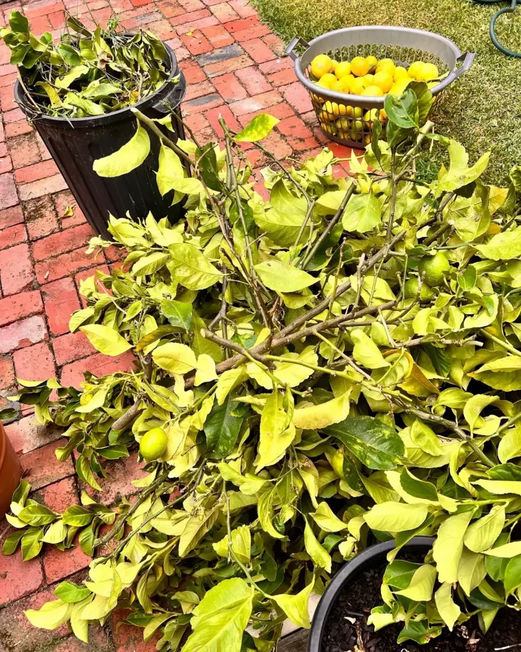 branches mortes citronnier fruits seau panier agrumes taille