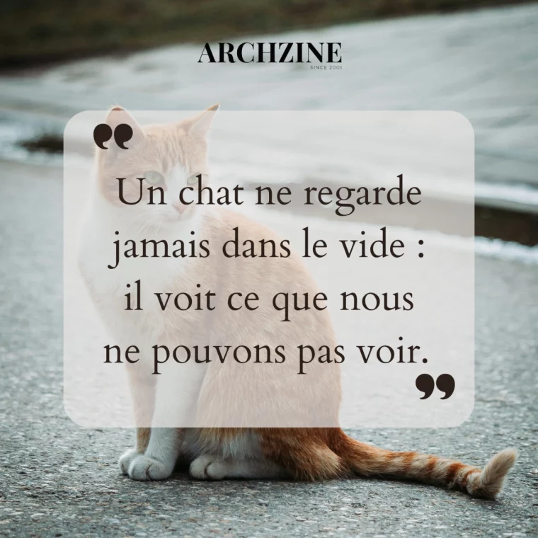 chat chemin citation animal intuition comportement pattes