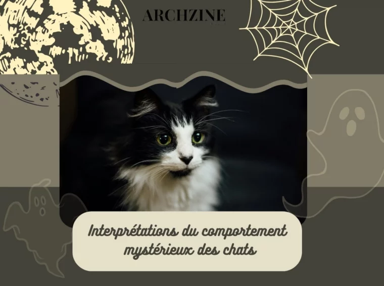 chat noir et blanc superstitions animaux comportement mysterieux