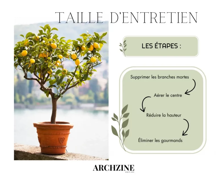 citronnier en pot terre cuite etape taille d entretien schema