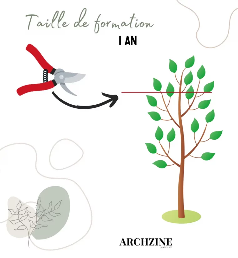 citronnier taille de formation illustration branches feuillage