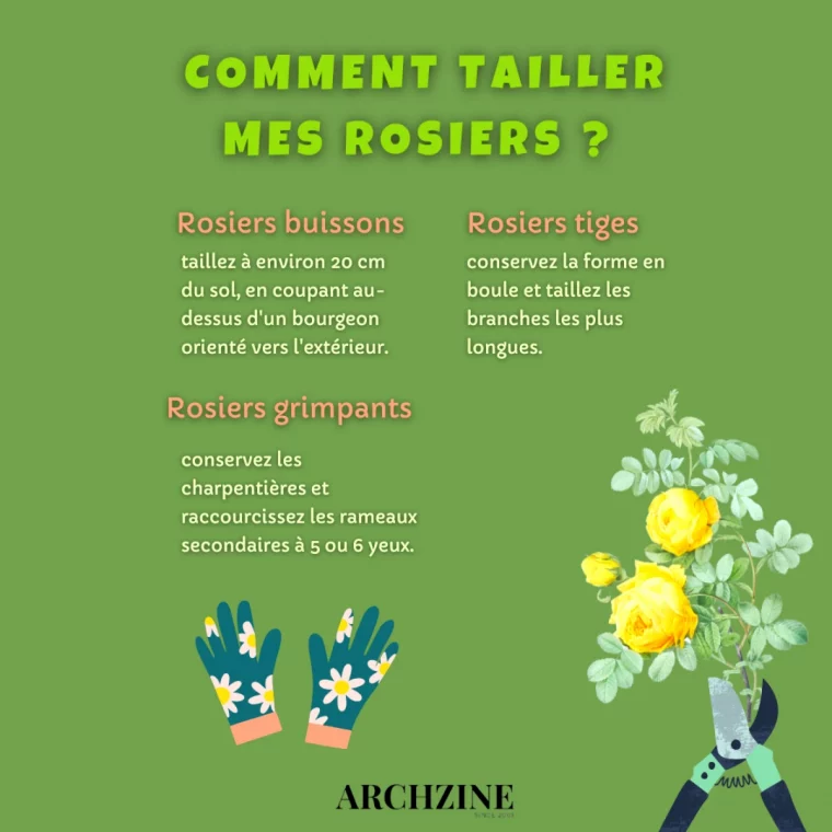 comment tailler les rosiers illustration et conseils