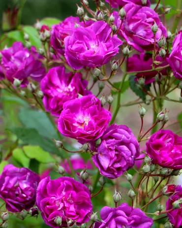 guide d entretien des rosiers pour les novices fleurs violettes