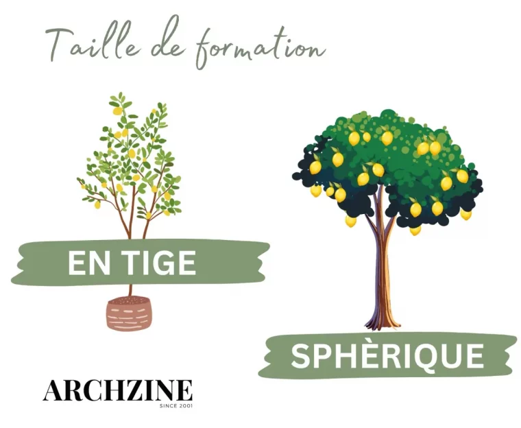 illustration taille de formation arbre agrume structure forme