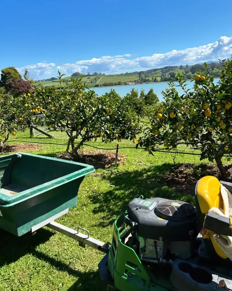 jardin citronnier taille machine fruits lac vue champs ciel nuages blanches