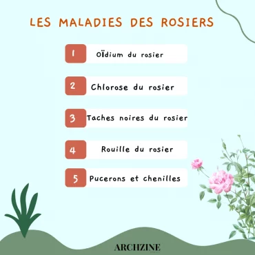 les maladies du rosier