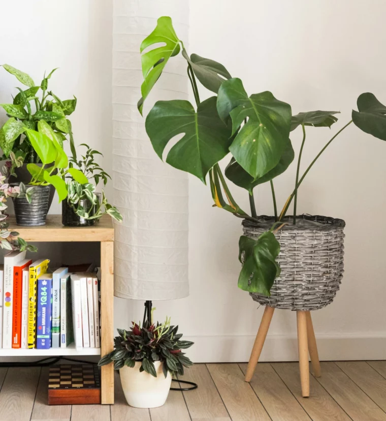monstera deliciosa cache pot tresse meubles bois collection livres