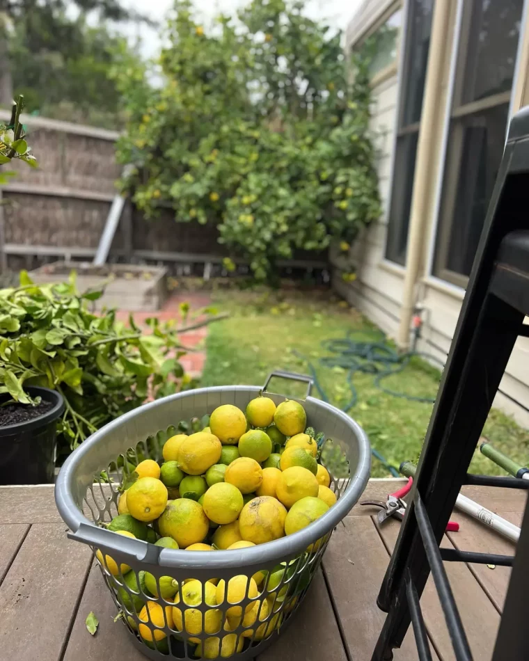 panier agrumes citrons fruits arbre jardin taille branches mortes