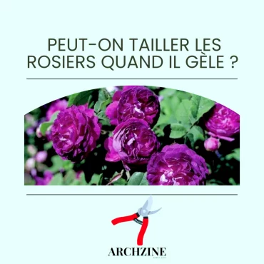 peut on tailler les rosiers quand ils gelen astuces et conseils illustration