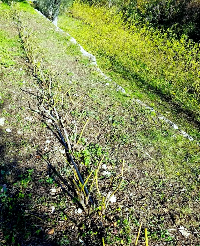 quand est ce qu'on peut tailler les rosiers très courts