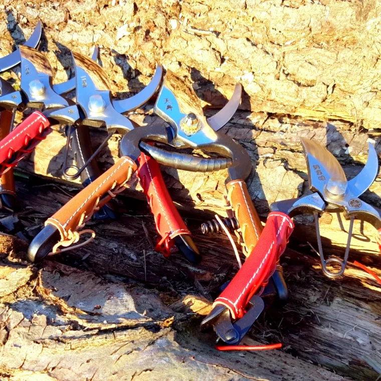 quand tailler les rosiers en automne secateurs rouges
