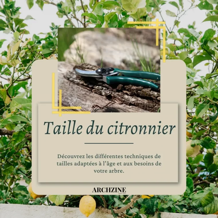 taille citronnier arbre cloture branches fruits outils jardinage