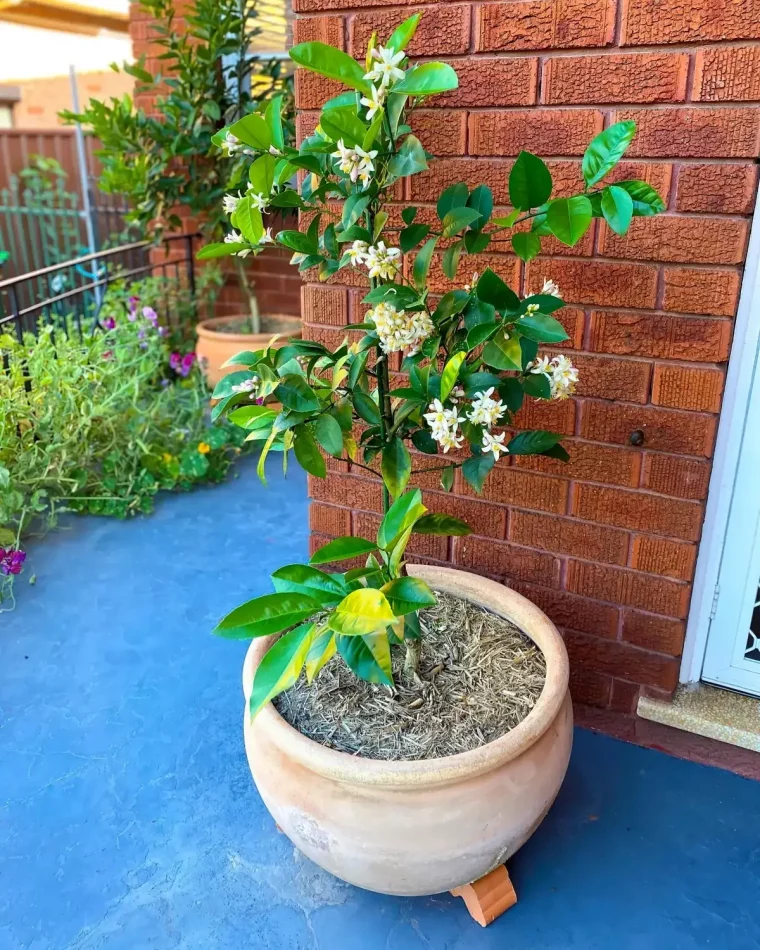 taille citronnier en pot terre cuite branches feuillage fleurs