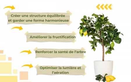 taille citronnier pot agrumes fruits avantages entretien arbre