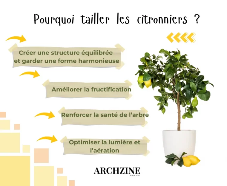 taille citronnier pot agrumes fruits avantages entretien arbre