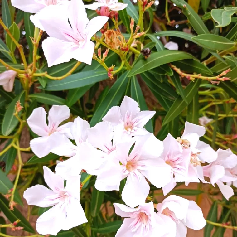 comment entretenir mon laurier rose grosses feuilles blanchees