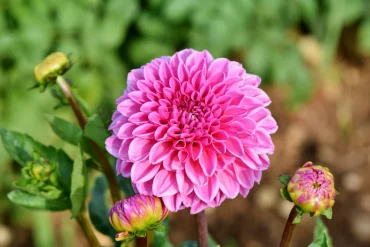 dahlia floraison fleur rose fuschia petales tiges longues