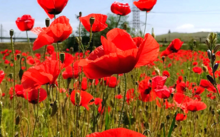 fleurs de naissance mois d aout coquelicots rouges