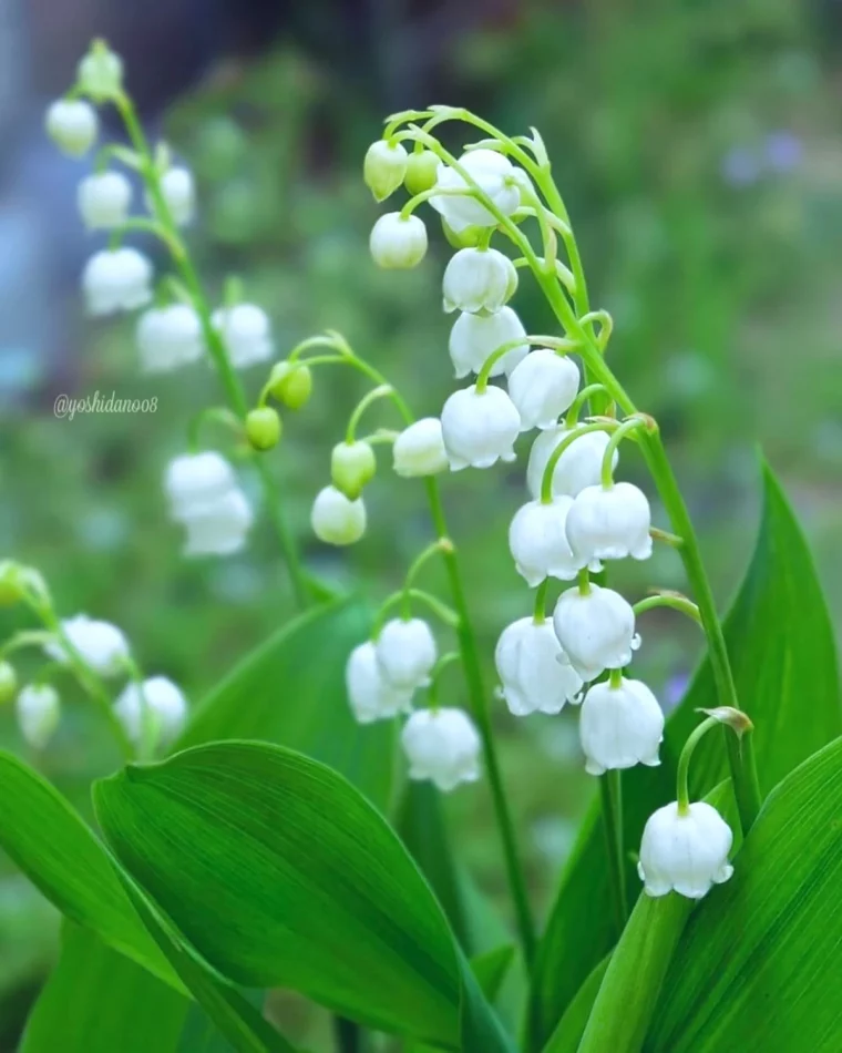 fleurs de naissance mois de mai des muguets fleurs blanches feuilles vertes