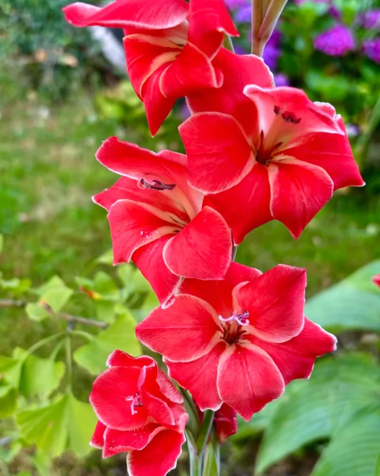 glaiel fleurs rouges fleurs mois de septembre