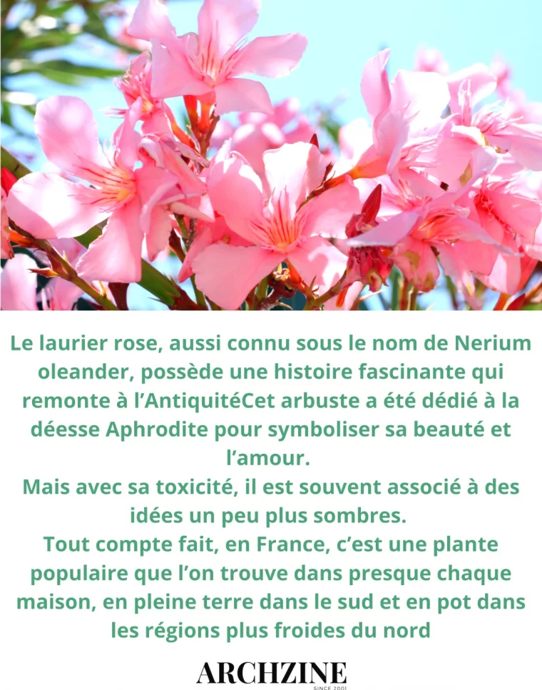 histoire du laurier rose original