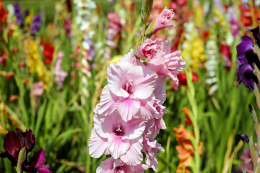 jardin fleurs tiges longues floraison