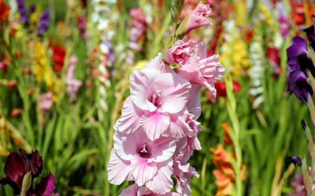 jardin fleurs tiges longues floraison