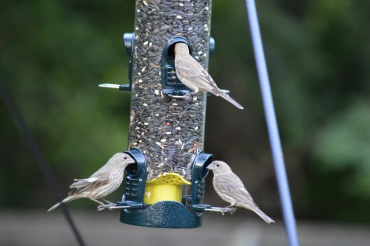 oiseaux nourriture graines tourn