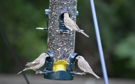 oiseaux nourriture graines tourn