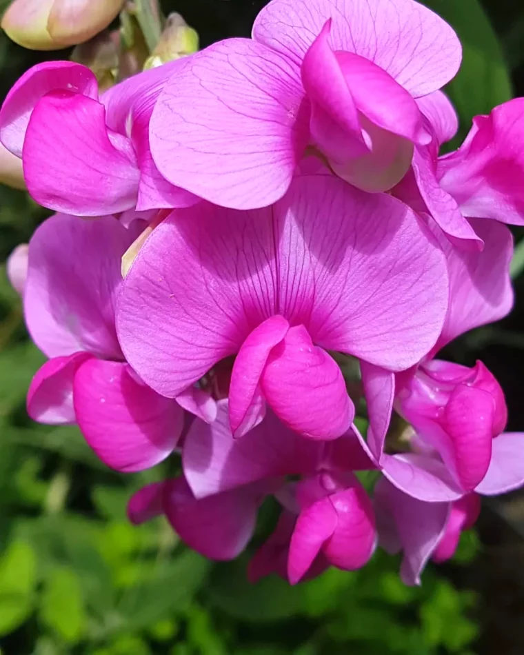 pois de senteur fleurs roses