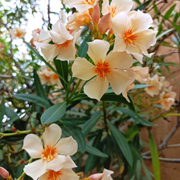 quand fertiliser mon laurier rose grandes fleurs blanches