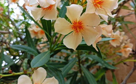 quand fertiliser mon laurier rose grandes fleurs blanches