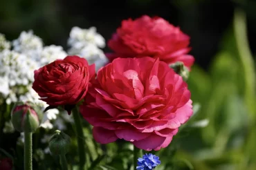 ranunculus petales rouges floraison plantes jardin bulbes